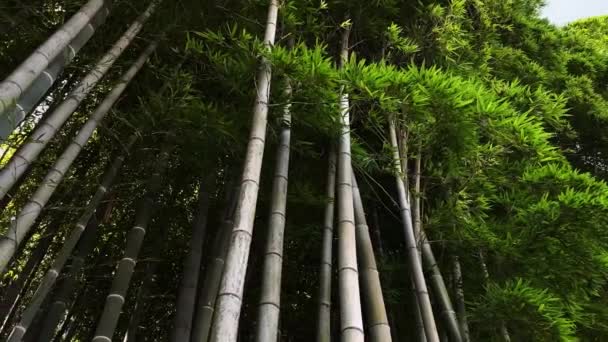 Hermoso Bosque Bambú Troncos Plantas Jóvenes Hojas Verdes — Vídeo de stock