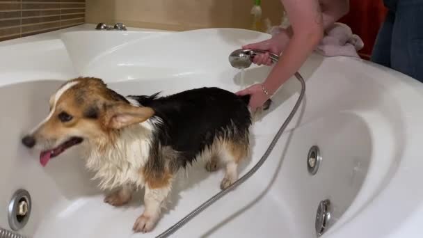 Primer Plano Cachorro Joven Hermoso Corgi Bañándose Bañera Cuidado Mascotas — Vídeos de Stock