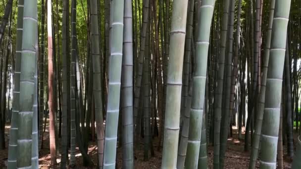 Hermoso Bosque Bambú Troncos Plantas Jóvenes Hojas Verdes Movimiento Ascendente — Vídeo de stock