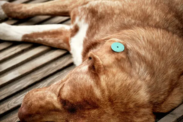 Close-up of a stray dog with a vaccination chip on his ear sleeps on the street. Animal and environment protection concept.