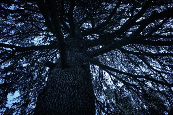 在深蓝色的天空下 看到一棵大树的底部 黑暗图像处理 恐怖的尖叫声 — 图库照片