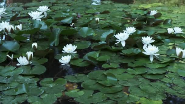 Ciemny Staw Zielonymi Liśćmi Białymi Kwiatami Lilii Wodnej — Wideo stockowe