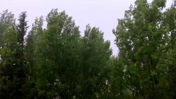 Деревья Зелеными Листьями Качаются Сильного Порыва Ветра Идет Дождь Сверкает — стоковое видео