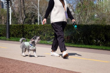 Spor kıyafetli bir kadın prestijli bir bölgenin bahar parkında güzel bir köpekle yürüyor..