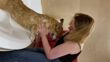 Genç bir kadın, Corgi köpeğini küvette yıkıyor. Dikey video.