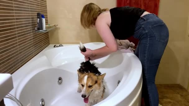 Cachorro Corgi Baña Baño Mujer Joven Cuidando Mascota — Vídeos de Stock