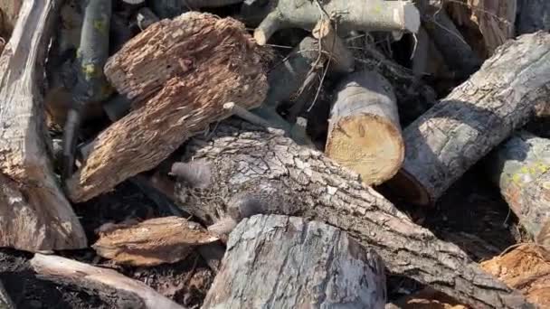 Close Uma Grande Pilha Árvores Derrubadas Floresta Manutenção Florestas Parques — Vídeo de Stock