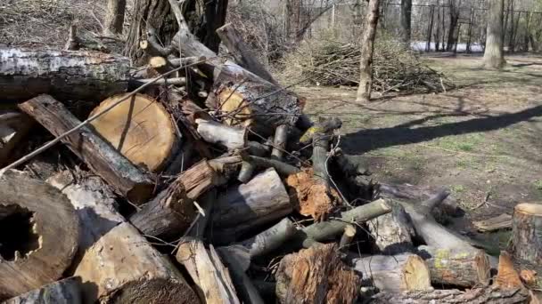 Egy Nagy Halom Kivágott Egy Városi Parkban Erdők Parkok Karbantartása — Stock videók