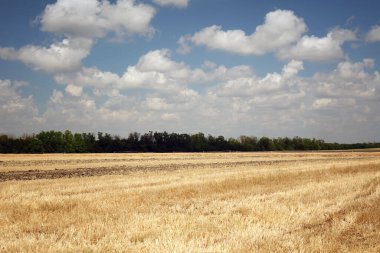 Kuru buğday saplarıyla tarım tarlaları hasat etti. Tarım hasat mevsiminin sonu.