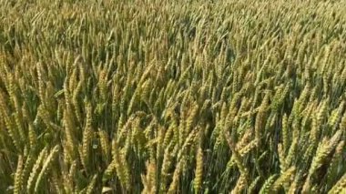 Tahıl hasadı yazın tarlada olgunlaşır. Buğday başakları rüzgarla sallanıyor..