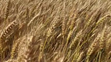 Olgun bir buğday tarlasını yaz güneşli bir günde kapatın. Buğday başakları rüzgarla sallanıyor..