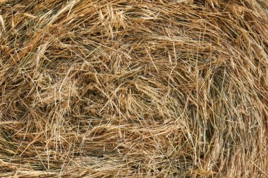 Hasattan sonra kuru samanlığın yakın çekim dokusu. Doğal malzemelerden yapılmış dekoratif arkaplan.