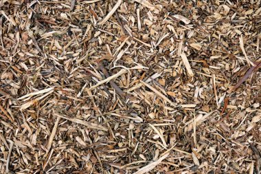 Ahşap parçaları ve talaştan yapılmış güzel bir soyut doku yakın plan. Tasarım şablonu.