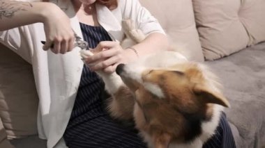 Genç kadın Corgi köpeğinin tırnaklarını kesiyor. Hayvan bakımı ve bakımı.