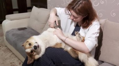 Genç bir Corgi köpeği kanepede yatıyor. Genç bir kadın köpeğinin pençelerini kesiyor..