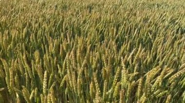 Tahıl hasadı yazın tarlada olgunlaşır. Panoramik hareket kamerası. Buğday başakları rüzgarla sallanıyor..
