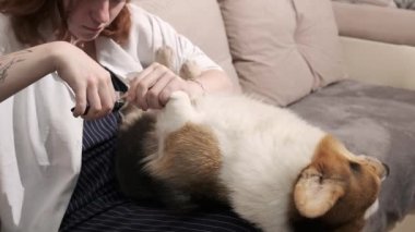 Genç kadın, Corgi köpeğinin pençelerini buduyor. Oturma odasının içinde ve arka planda döşenmiş mobilyalar var..