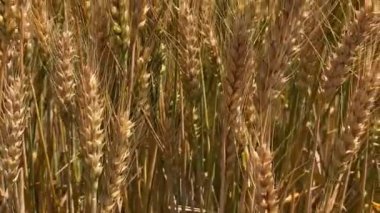 Alttaki görüntüde buğday dalları rüzgarla sallanıyor. Olgunlaşan çayırlık buğday tarlalarının arka planı. 