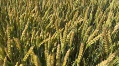 Tahıl hasadı yazın tarlada olgunlaşır. Olgunlaşan çayırlık buğday tarlalarının arka planı.