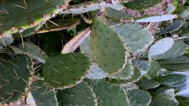 Büyük yeşil dikenli kaktüs yapraklarının dikey görüntüsü. Bir ormanın arka planına karşı.