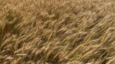 Buğdaylı buğday başakları rüzgarla sallanıyor. Olgunlaşan çayırlık buğday tarlalarının arka planı.