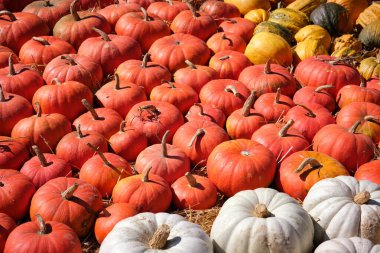Açık havada yerde farklı renkte ve farklı çeşitte olgun balkabakları yatar. Hasat bitti..