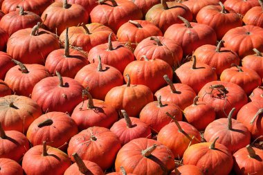 Büyük olgun balkabakları açık havada yerde yatar. Hasat bitti..