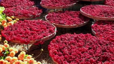 Dalların üzerinde kırmızı kızılcık demetleri açık havada hasır sepetlerde yatar. Sonbahar hasadı.