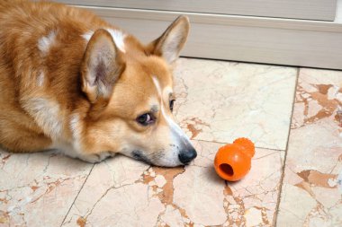 Üzgün bir Pembroke Corgi köpeği oyuncağın yanında yerde yatıyor. Sahibi ile yürüyüş ya da oyun bekliyor..