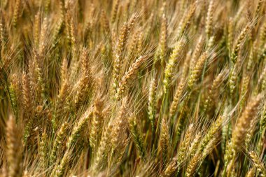 Altın buğday kulaklarını kapatın. Buğday tarımı tarım sektörü kavramını hasat ediyor. Seçici odak.