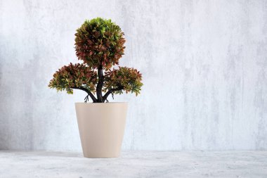 Duvarın arka planında dekoratif mandalina saksısı ve kopyalama alanı. Dekorasyon için ev içi yapay bitki.