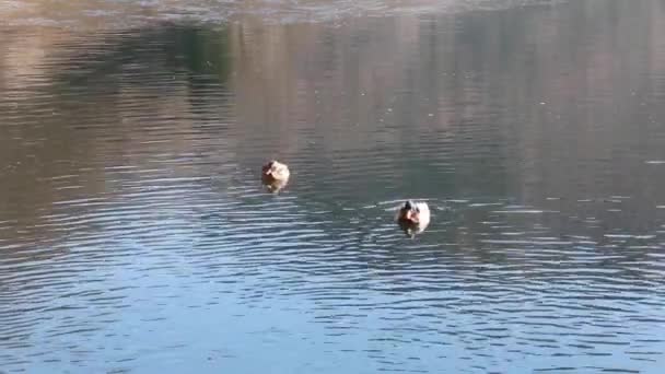 Two Ducks Male Female Calm Mirror Lake Italian Alps — Stock video