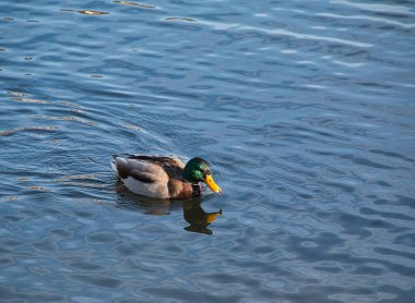 Mallard is reflected in the waters of an alpine lake