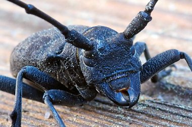 Very close up shot of an oak capricorn (longiformes species)