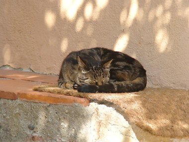 Little gray cat sleeping in a quiet, sunny alley in a famous Provencal village