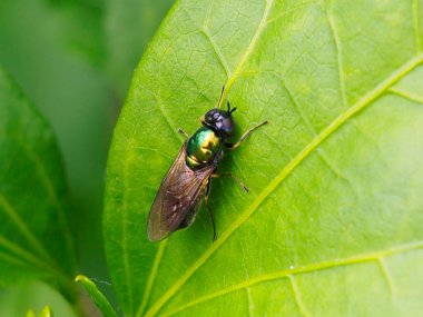 close-up of a beautiful and big black fly