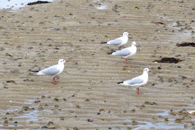 4 seagulls at beach gull on the sea shore, noirmoutier
