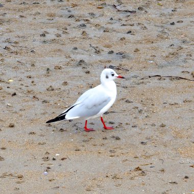 seagulls on the beach. beautiful sea landscape. seagull in the mediterranean.