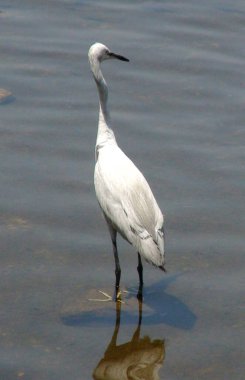 The white heron, of the order of the waders, is the majestic bird of our ponds and streams easily recognizable by its way of hunting with its slow gait and its powerful beak ready to catch its prey.