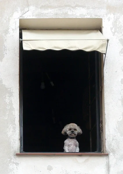 Little dog keeping watch at the window waiting for the return of his masters