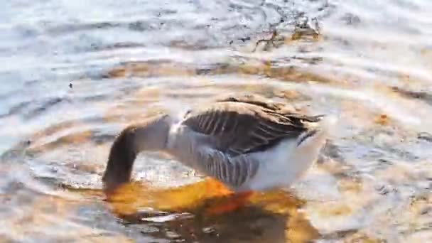 Close Bath Beautiful Barnacle Goose — Video Stock