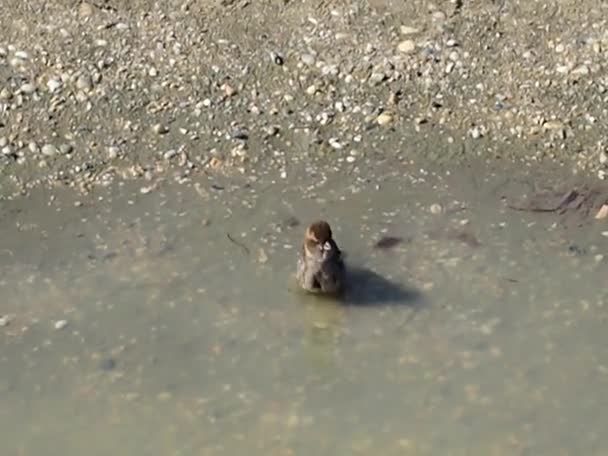 Little Bird Takes Bath Puddle — Stok video
