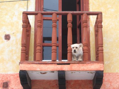 Small dog keeping watch on the balcony of a colonial house with walls, doors, windows and balconies of different colors that make the charm of Valladolid, in the state of Yucatan in Mexico