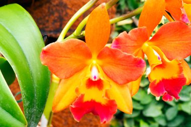 55 yıllık evliliği sembolize eden ve çiçeklerin dilinde coşkuyu temsil eden harika bir orkidenin şaşırtıcı yakın çekimi.