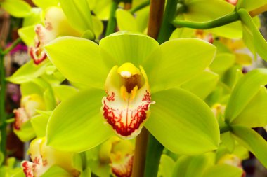 55 yıllık evliliği sembolize eden ve çiçeklerin dilinde coşkuyu temsil eden harika bir orkidenin şaşırtıcı yakın çekimi.