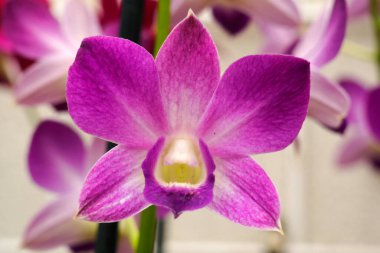 55 yıllık evliliği sembolize eden ve çiçeklerin dilinde coşkuyu temsil eden harika bir orkidenin şaşırtıcı yakın çekimi.