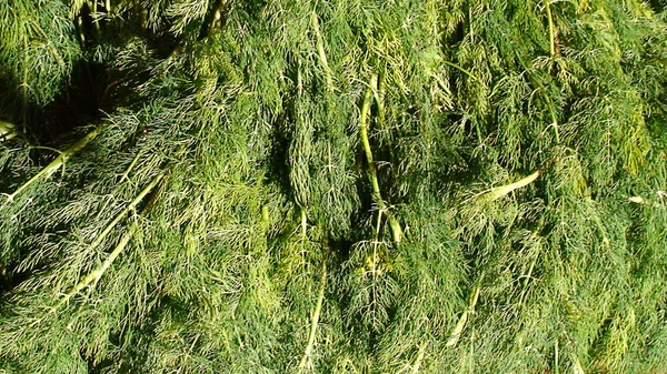 Yunan pazarında bir demet taze dereotunun görüntüsü