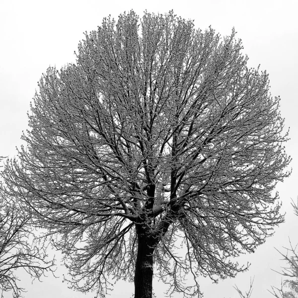 冬日的雪地下 黑白相间的枯树 — 图库照片