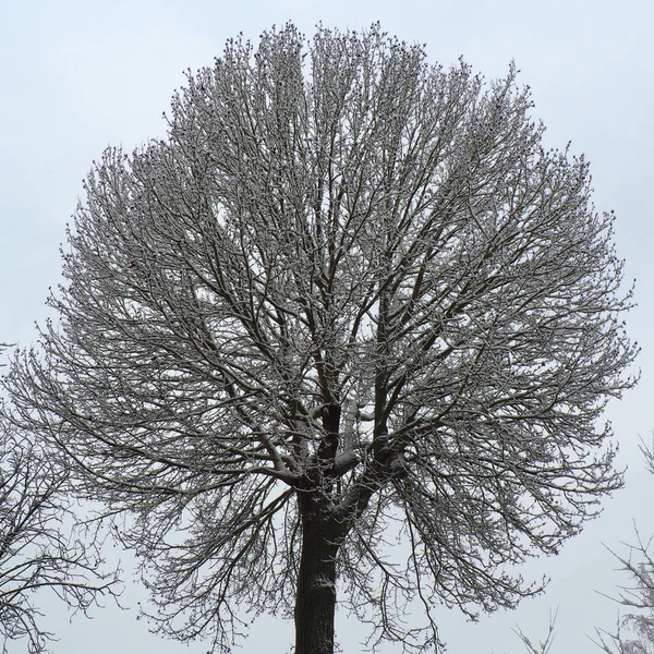Svart Och Vitt Dött Träd Vintern Snön — Stockfoto