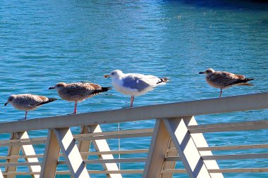 Batı Fransa, Vendee 'de, Atlantik kıyısında, mimozalar adası olarak bilinen Noirmoutier adasındaki bir sahilde beyaz balıkçıl.